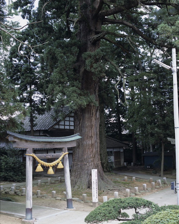 山田郷総社神明宮の大杉の画像