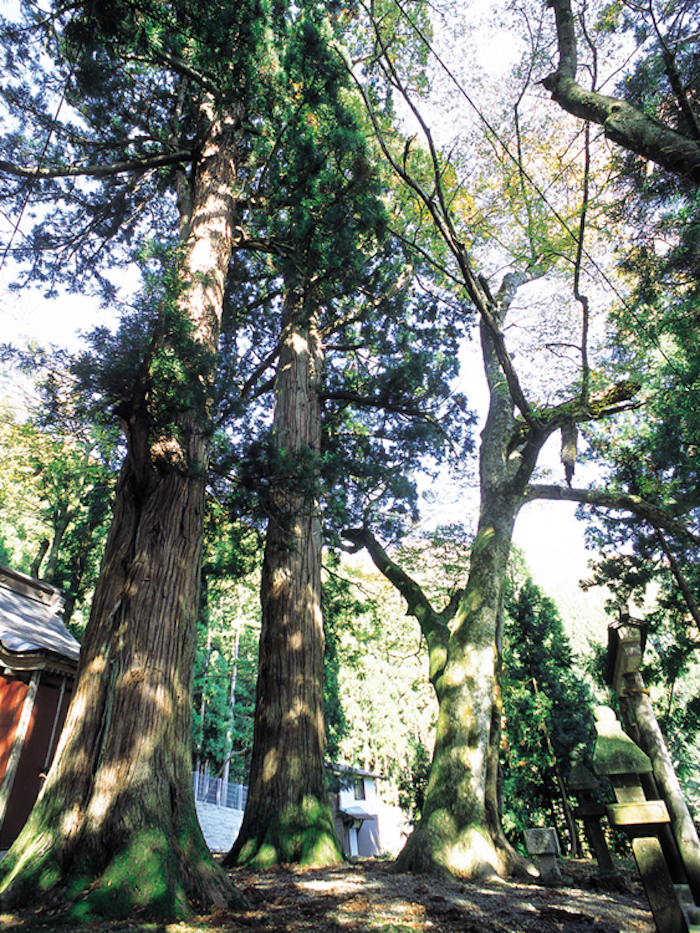 杉尾神明社の門杉と欅の画像